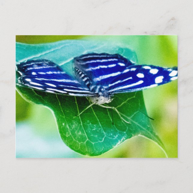 Carte Postale Papillon (Devant)