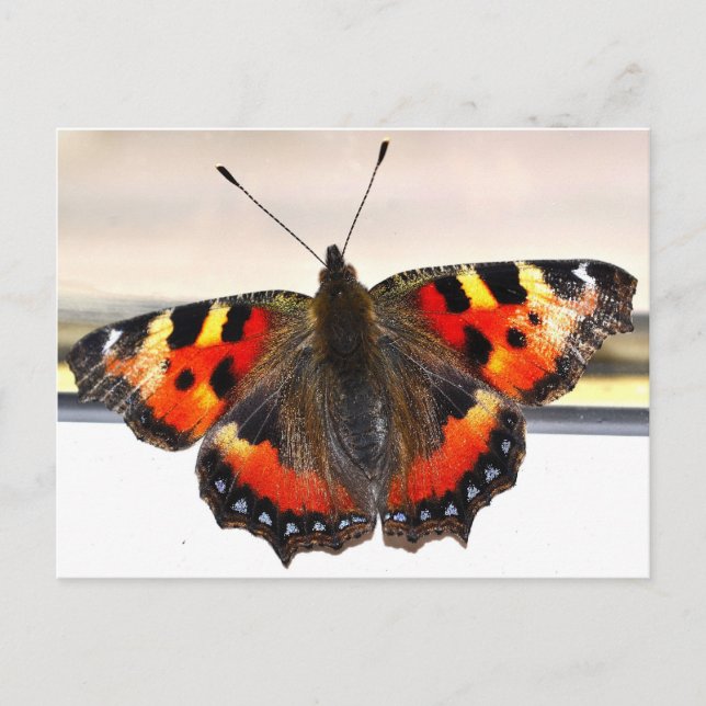 Carte Postale Papillon. (Devant)
