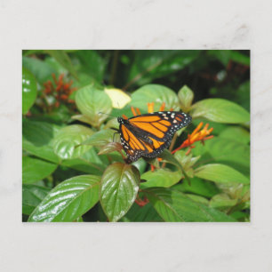 Carte postale papillon