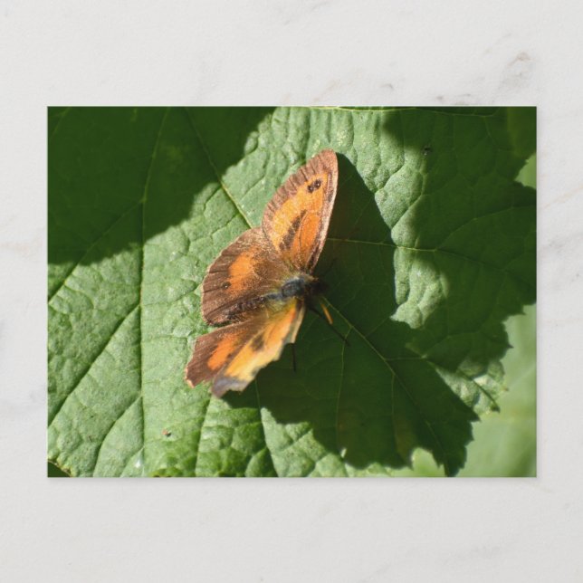 Carte Postale Papillon (Devant)