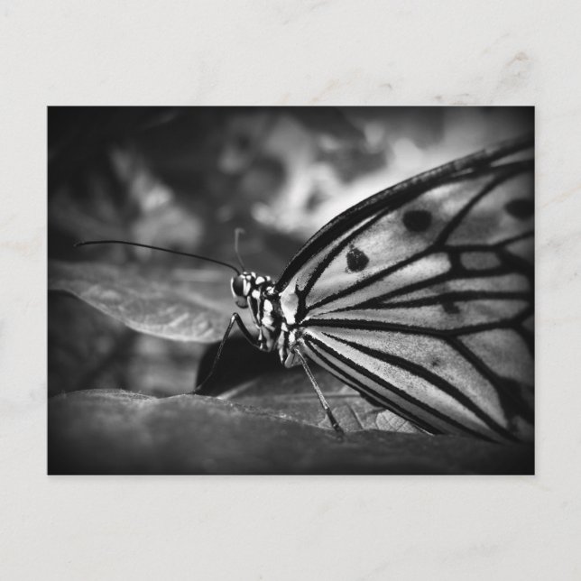Carte Postale papillon (Devant)