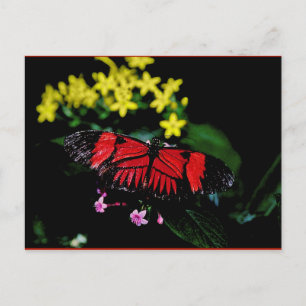Carte Postale Papillon