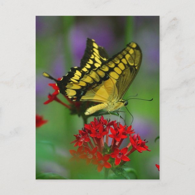 carte postale papillon (Devant)