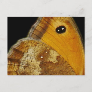 Carte postale Papillon