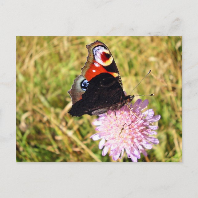 Carte Postale Papillon (Devant)