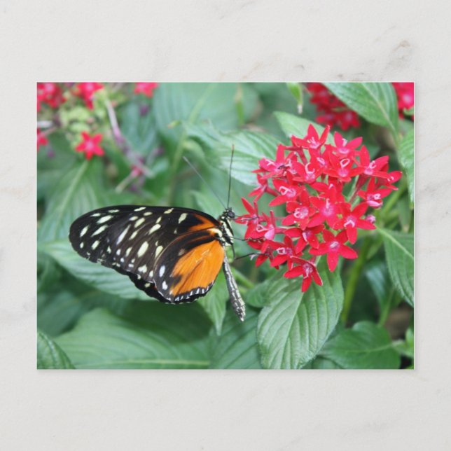 Carte Postale Papillon (Devant)