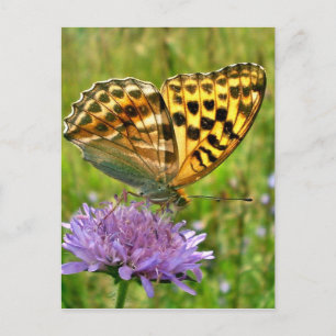 Carte Postale Papillon
