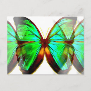 Carte Postale Papillon