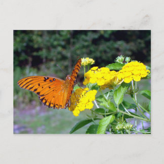 Carte postale papillon