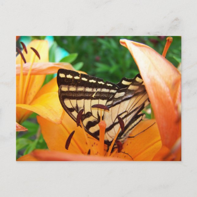Carte Postale Papillon (Devant)