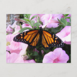Carte Postale papillon