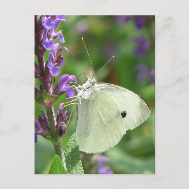 Carte Postale Papillon (Devant)