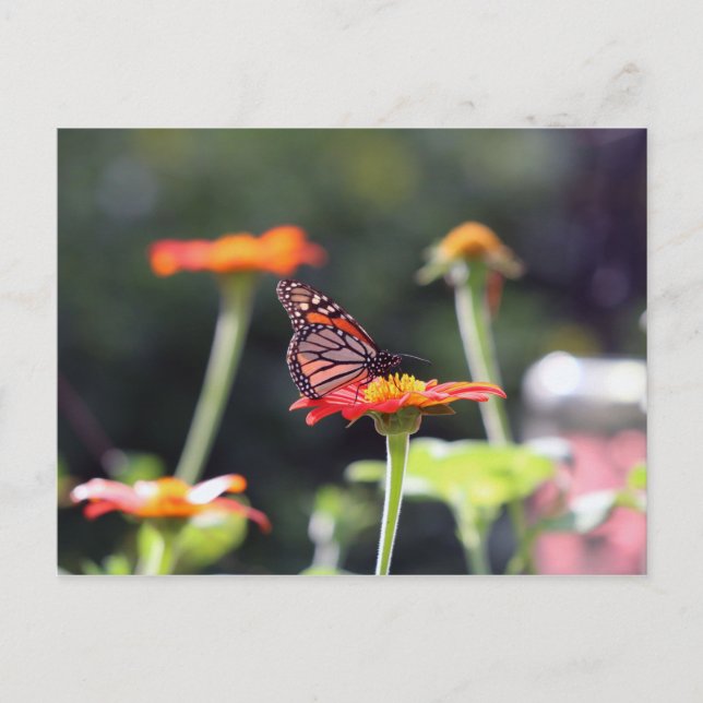 Carte postale papillon (Devant)