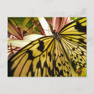 Carte postale papillon