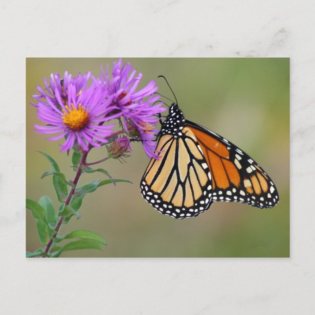 Carte postale papillon (Devant)