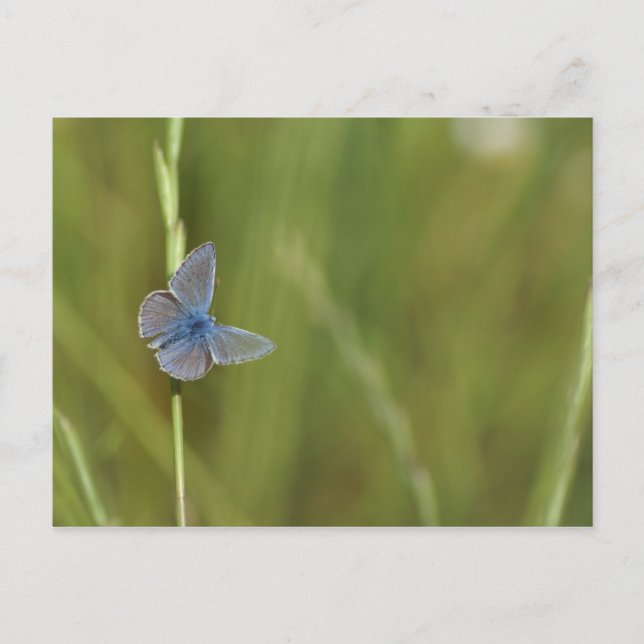 Carte Postale papillon (Devant)