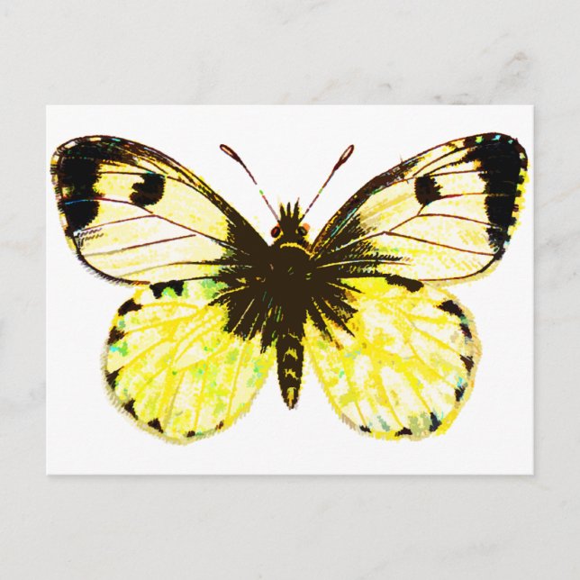 Carte Postale Papillon 02 (Devant)