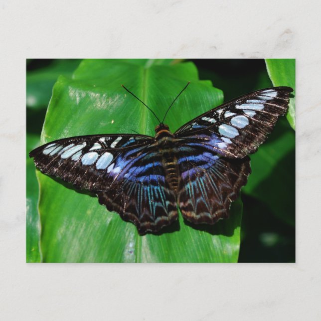Carte postale Papillon 5 (Devant)