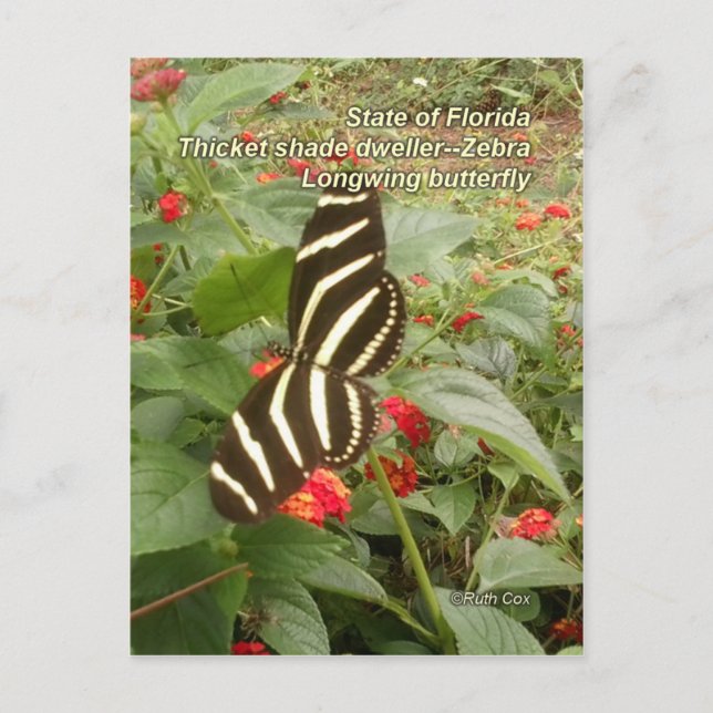 Carte Postale Papillon à ailes longues de Floride Zebra (Devant)