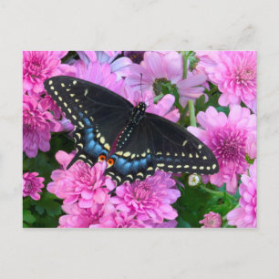 Carte Postale Papillon à damier de Baltimore
