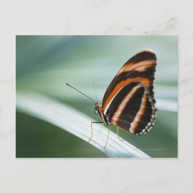 Carte Postale Papillon à longue aile Zebra (Devant)