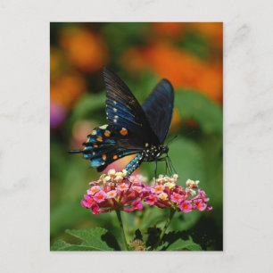 Carte Postale Papillon à queue épaisse de Pipevine