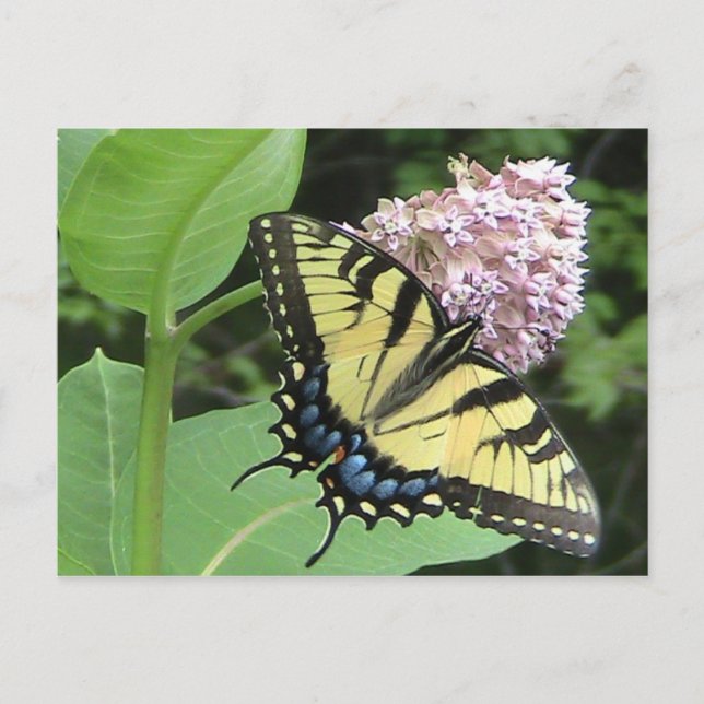 Carte Postale Papillon à queue épaisse de tigre (Devant)