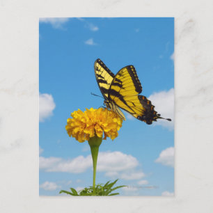Carte Postale Papillon à queue épaisse de tigre sur une fleur
