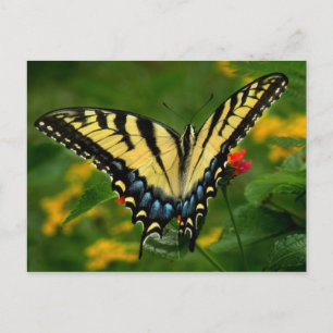 Carte postale Papillon à queue jaune