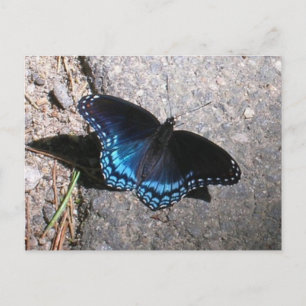 Carte Postale Papillon amiral à taches rouges