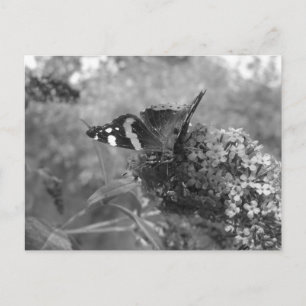 Carte postale - Papillon amiral en noir et blanc