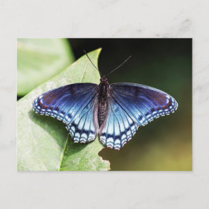 Carte postale Papillon amiral rouge tacheté pourpr