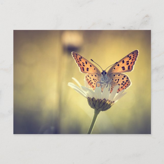 Carte Postale Papillon Argus (Devant)