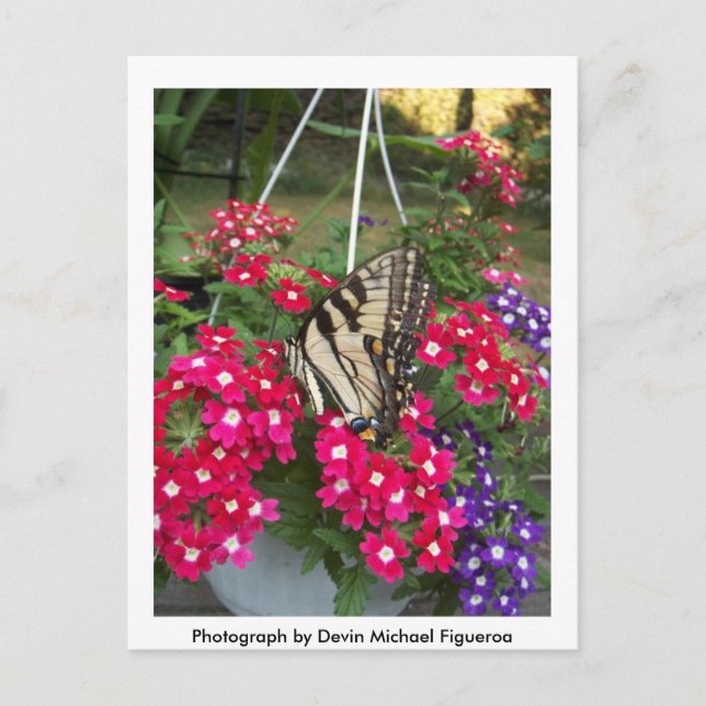 Carte Postale Papillon au printemps (Devant)