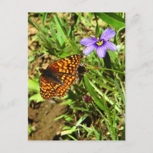 Carte Postale Papillon au printemps