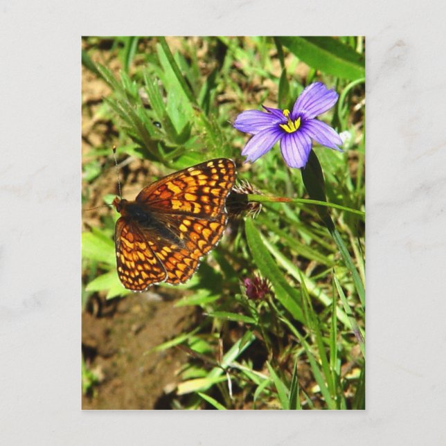 Carte Postale Papillon au printemps (Devant)