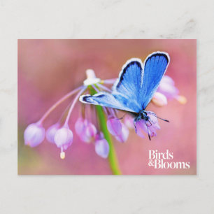 Carte Postale Papillon Azure