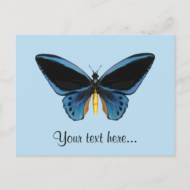 Carte Postale Papillon Birdwing (Devant)