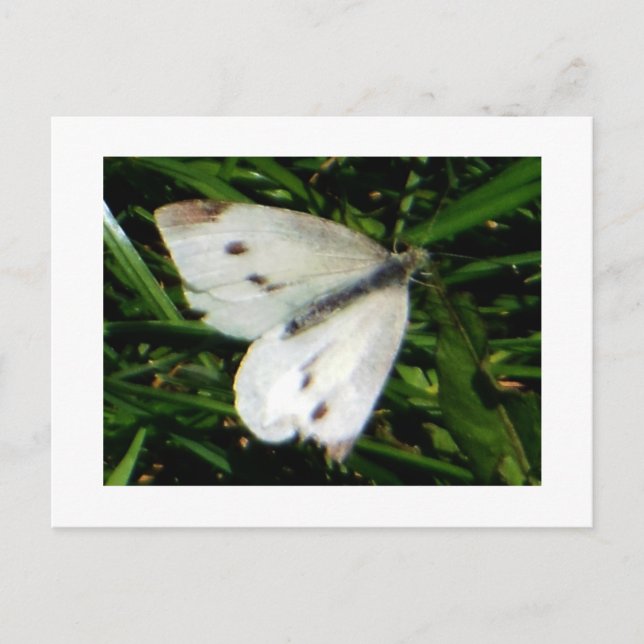 Carte Postale Papillon blanc chou (Devant)