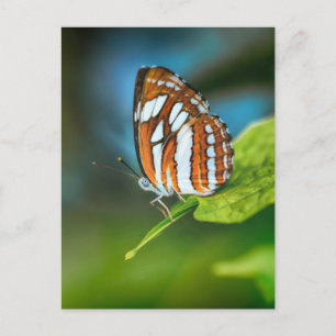 Carte Postale Papillon blanc et orange