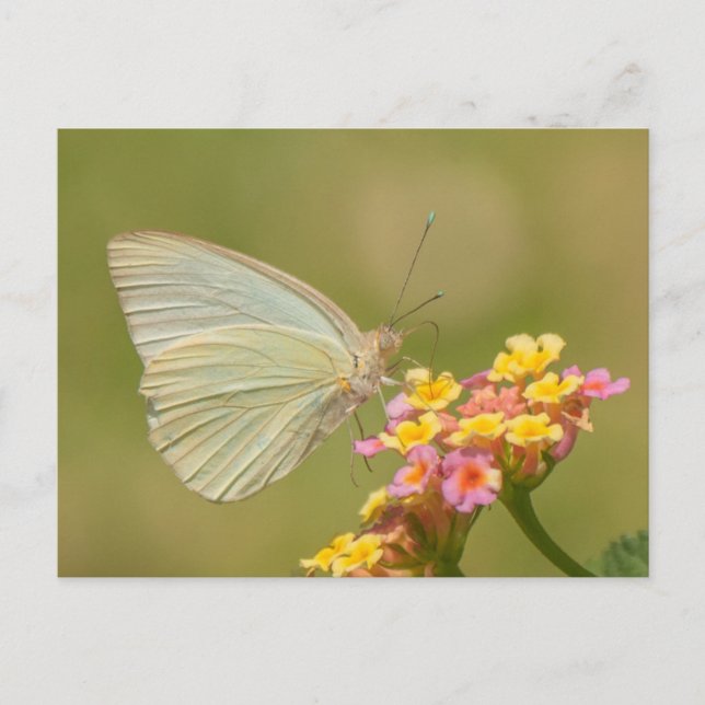 Carte Postale Papillon blanc sur fleurs roses (Devant)