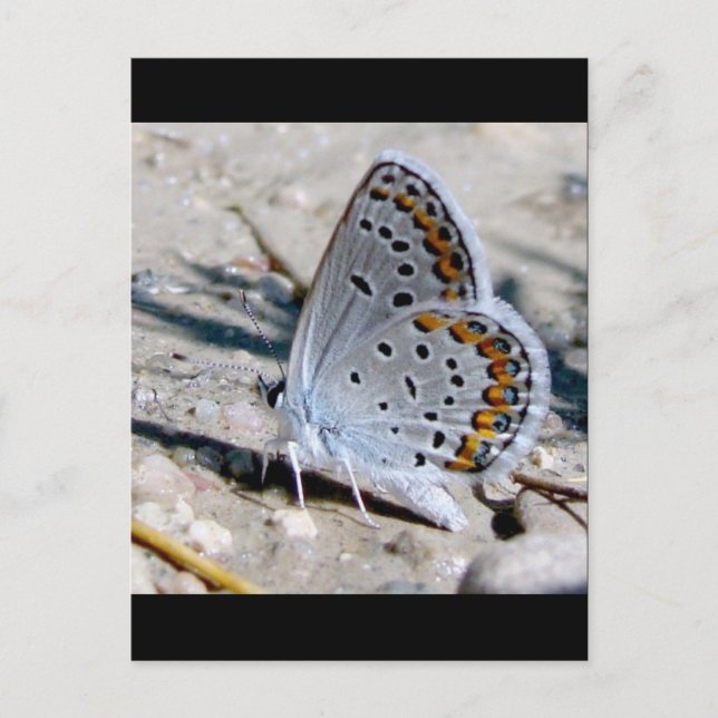 Carte Postale Papillon bleu (Devant)