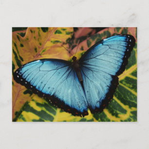 Carte Postale Papillon bleu bleu commun