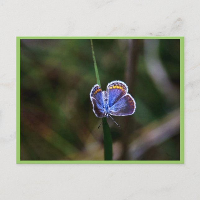 Carte Postale Papillon bleu de Karner (Devant)