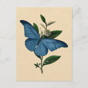 Carte Postale Papillon bleu vintage