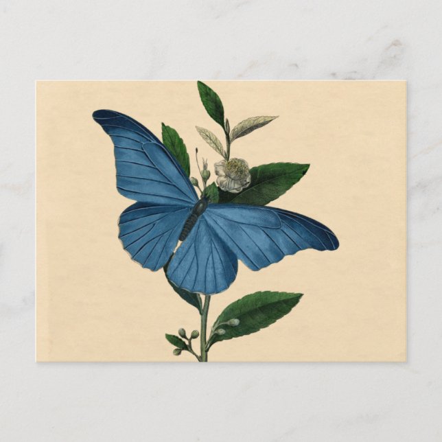 Carte Postale Papillon bleu vintage (Devant)