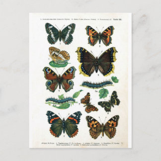 Carte Postale papillon-clip-art-19