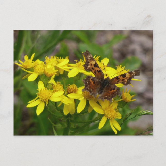 Carte Postale Papillon Comma dans le parc national des Glaciers (Devant)