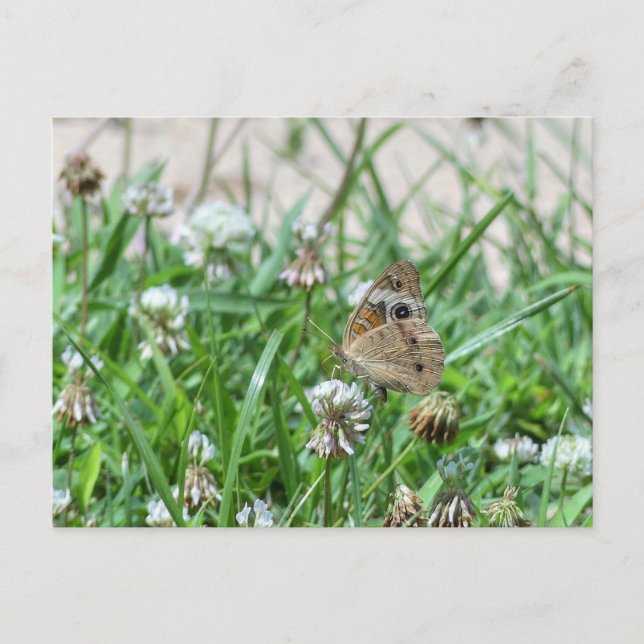 Carte Postale Papillon commun (Devant)