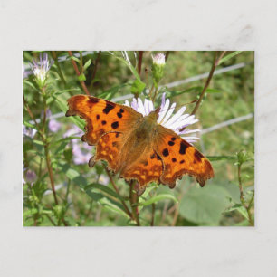 Carte postale papillon - Commune